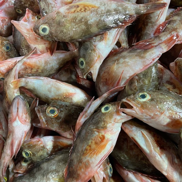 广东南海野生石九公（不处理不帮杀）