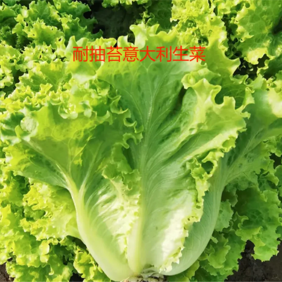【全店满5元包邮】四季耐抽苔意大利生菜种子