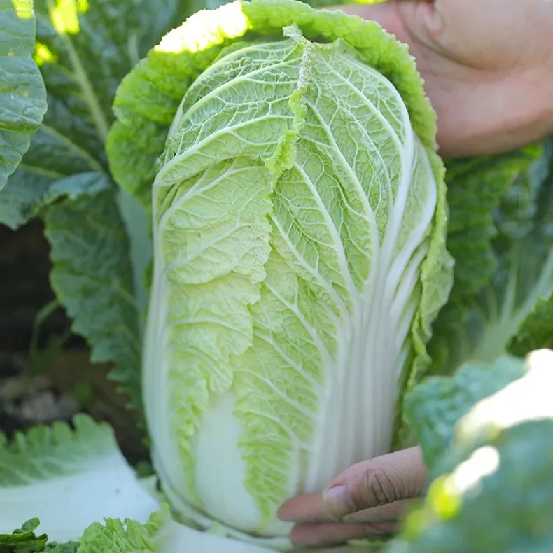 【全店满5元包邮】秋白70种子大白菜种子