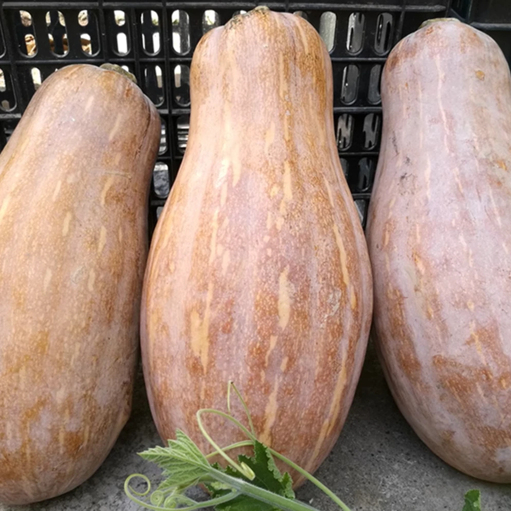 【全店满5元包邮】蜜本南瓜种子 家庭种植 简单易上手