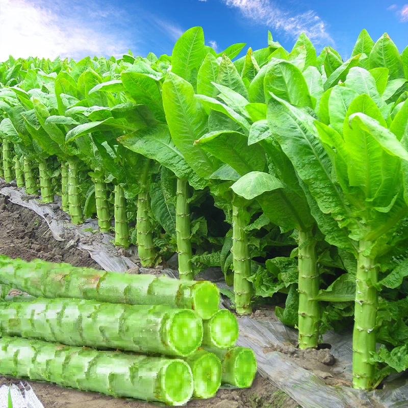 四季莴笋种子种苗鲜脆嫩好种植大田盆栽小菜园种植窝笋菜籽冬季