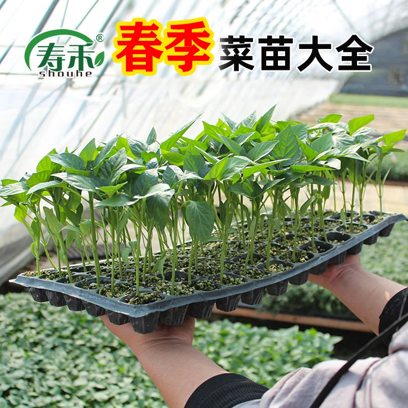 四季蔬菜苗大全盆栽地栽大田种植粉果黄瓜番茄辣椒茄子西瓜