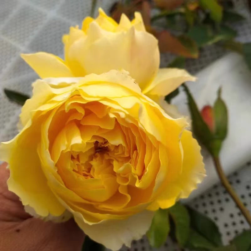 月季阳光笑容黄色大花耐热耐雨淋抗病强微香花期长阳台庭院盆栽苗
