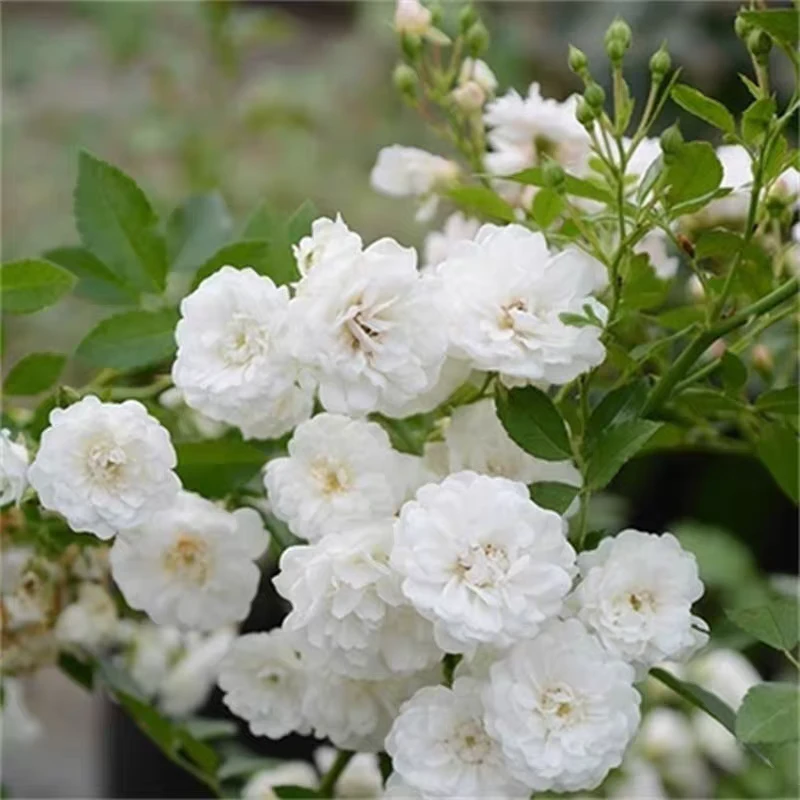 月季~彗星勤开阳台微型庭院植物花卉多季开花盆栽花苗乌托邦
