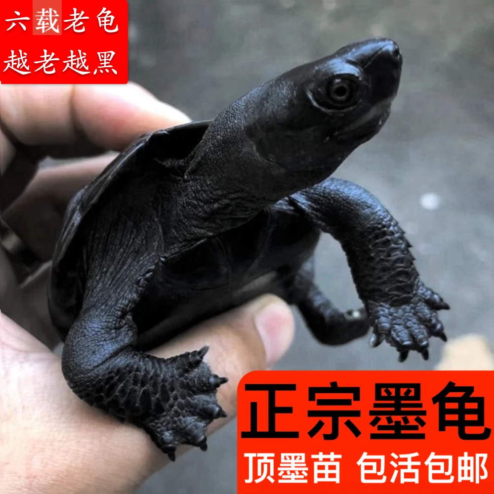 招财墨龟正宗全黑墨龟顶墨龟苗宠物小乌龟活体风水乌龟宠物龟