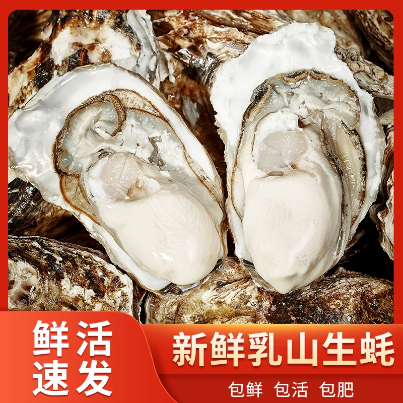 寻蚝记【送礼必买】正宗乳山生蚝