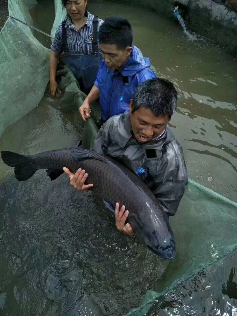 青鱼淡水水族活体发货