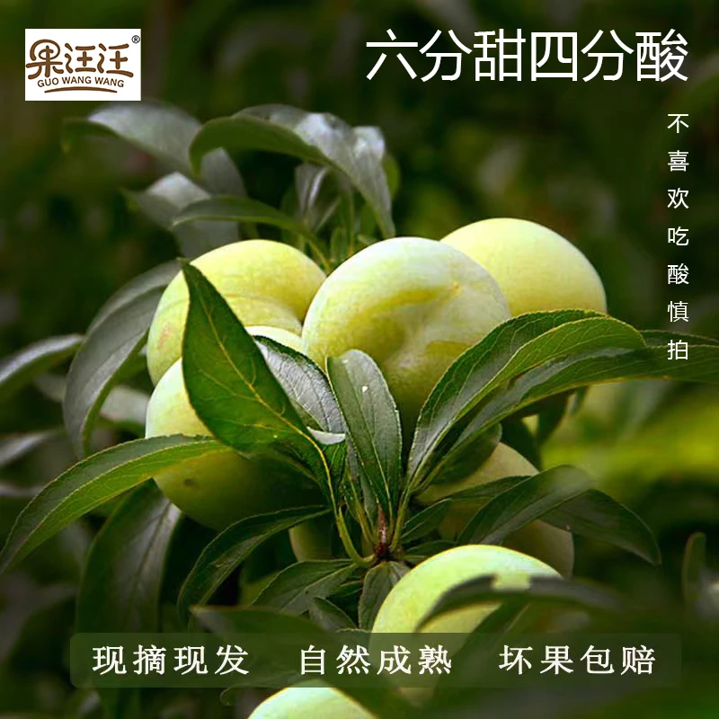 正宗贵州冰脆李脱骨李四月新鲜水果3-5斤皮薄爽口 微酸