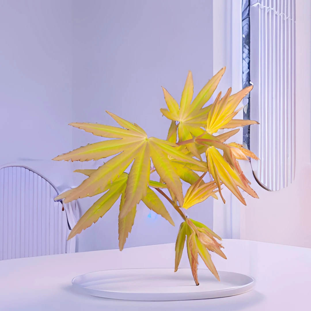 蓝花楹 羽毛枫 澳洲花叶鸭掌木 黄杨 罗汉松黑松各种盆景绿植盆栽