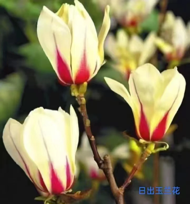 三季开花红色玉兰花