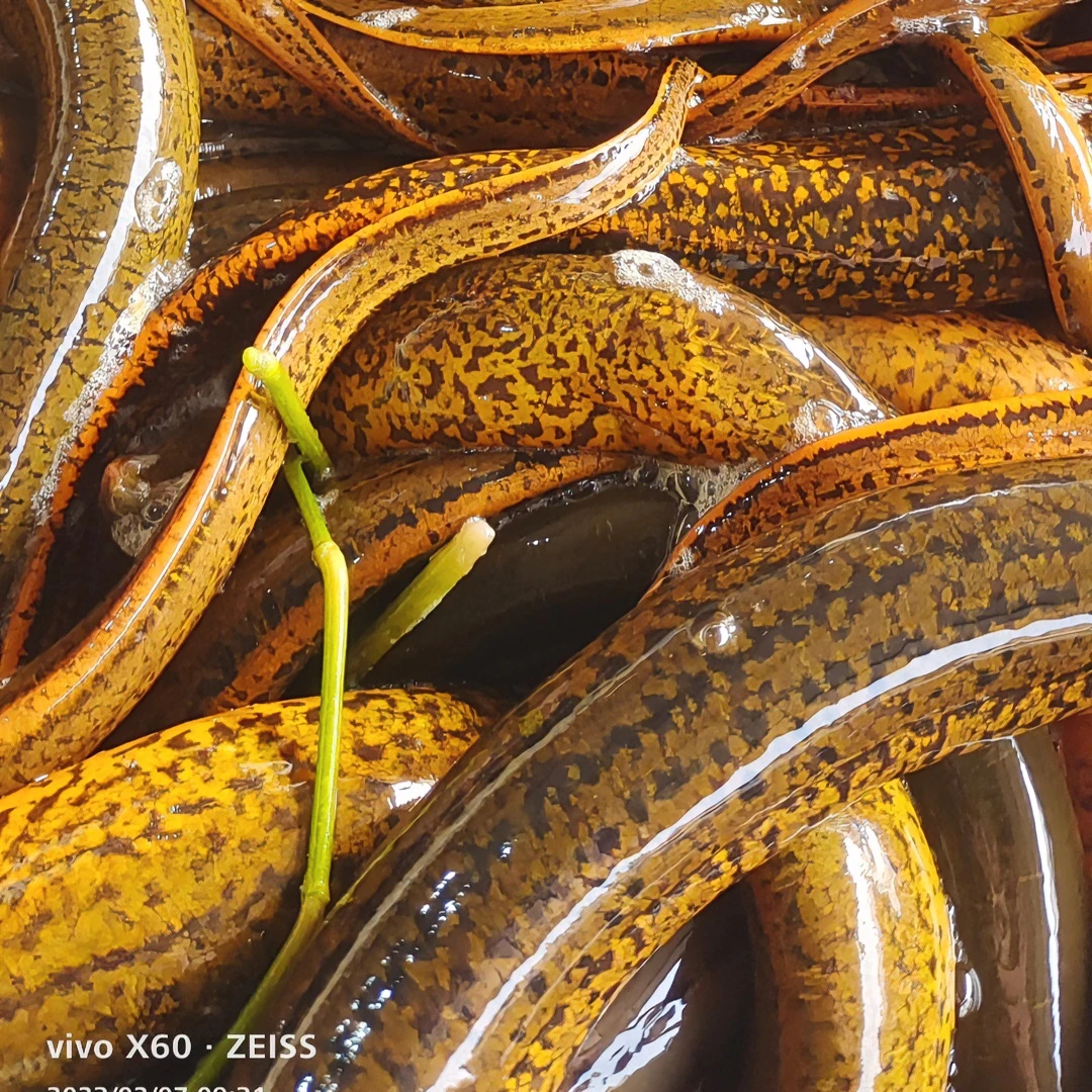 【洪湖黄鳝】鲜活大黄鳝活体发货长鳝鱼氧包速发