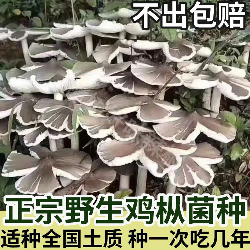 正宗野生鸡枞菌菌种家种云南伞把菇三塔菌夏至菌居家可种食用菌种