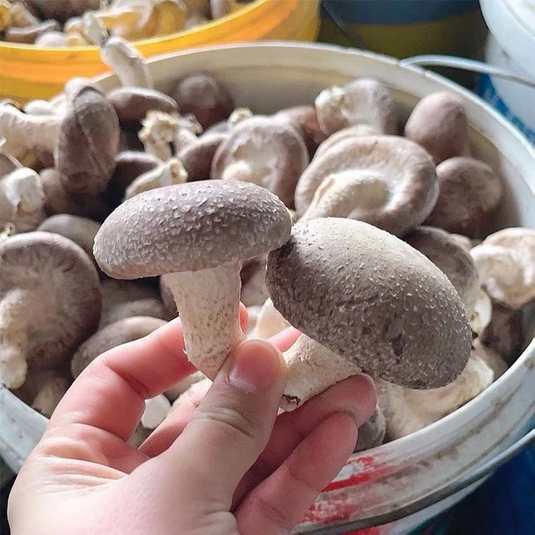 22年香菇菌~种阳台盆栽地栽办公室家庭种植赠送种植说明种子