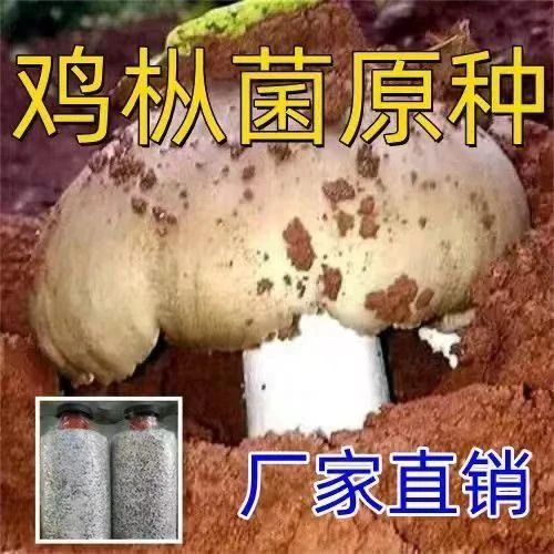 新款超高产鸡枞菌种包野生三塔菌原种批发阳台盆栽爆款家庭可种子