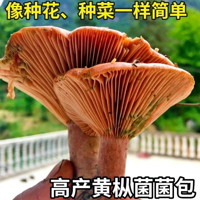 野生乌纵菌 黄纵菌 菌种 菌菇包 可食用四季人工栽培庭院家庭阳台