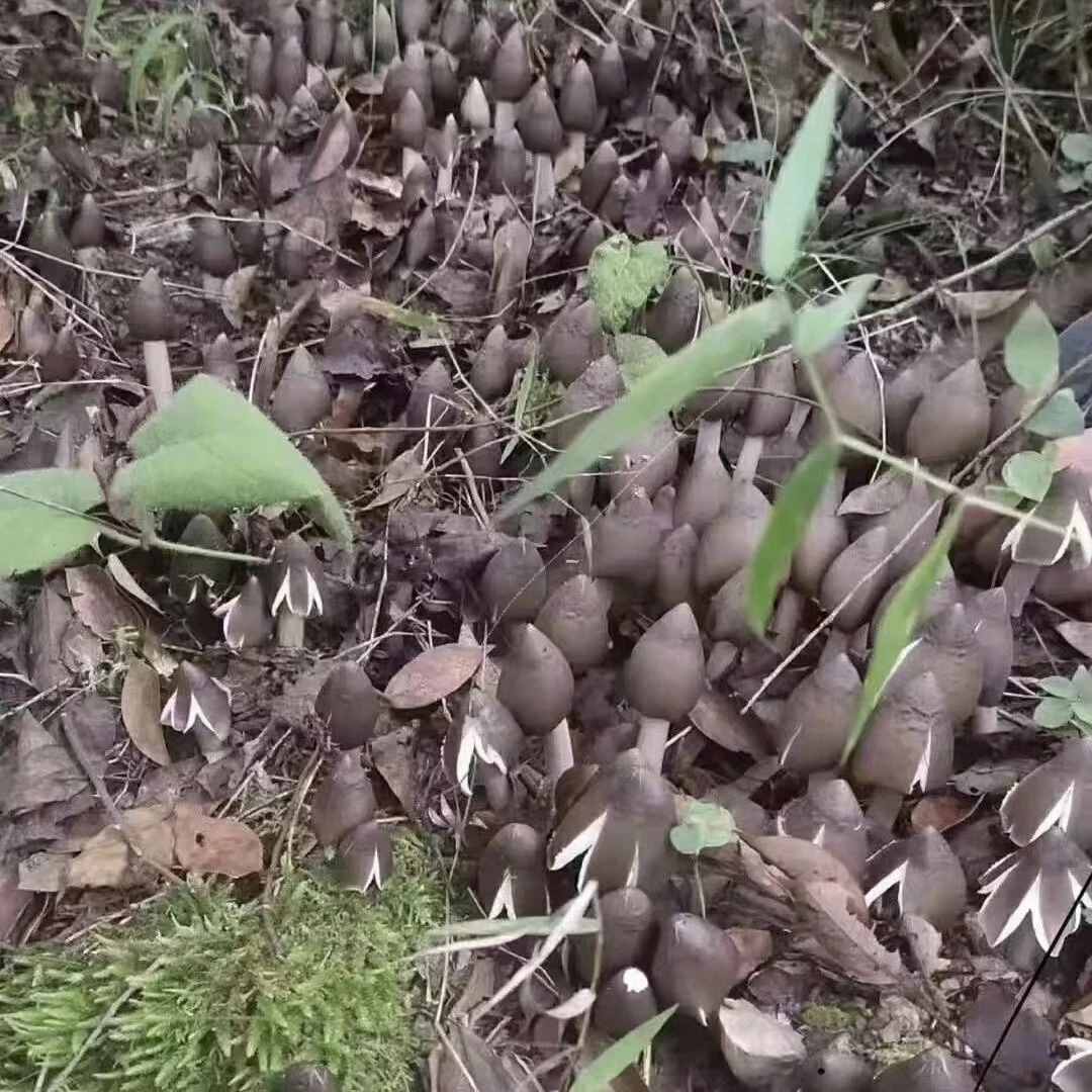 【包出菌】云南白皮鸡枞菌菌种家种菌三塔菌伞把菇菌四季均可种子