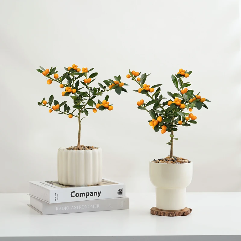 小福豆盆栽带果冬季耐寒植物绿植客厅办公室花卉桌面好养果树盆景