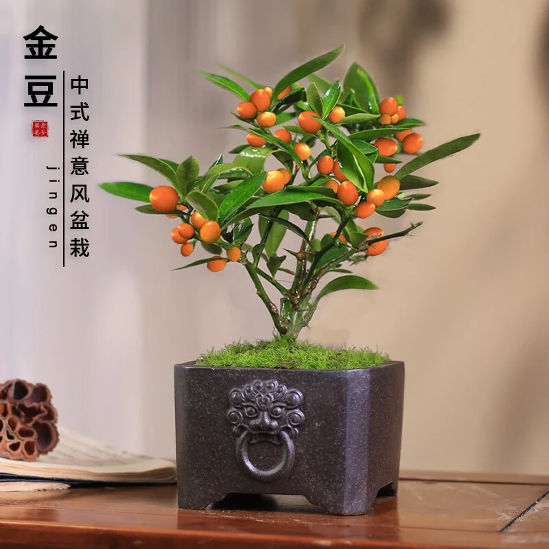 一物一拍金豆盆景绿植盆栽植物办公室内阳台节日送礼耐寒好养