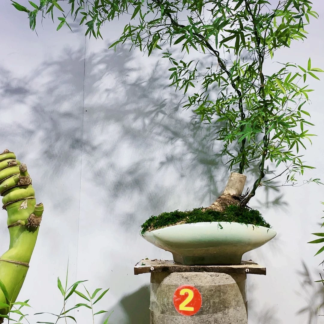 小叶簕竹熟桩陶瓷盆一物一拍