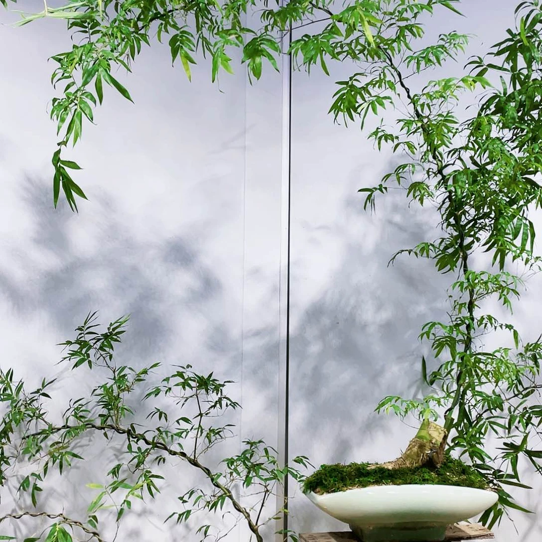 小叶簕竹熟桩陶瓷盆一物一拍