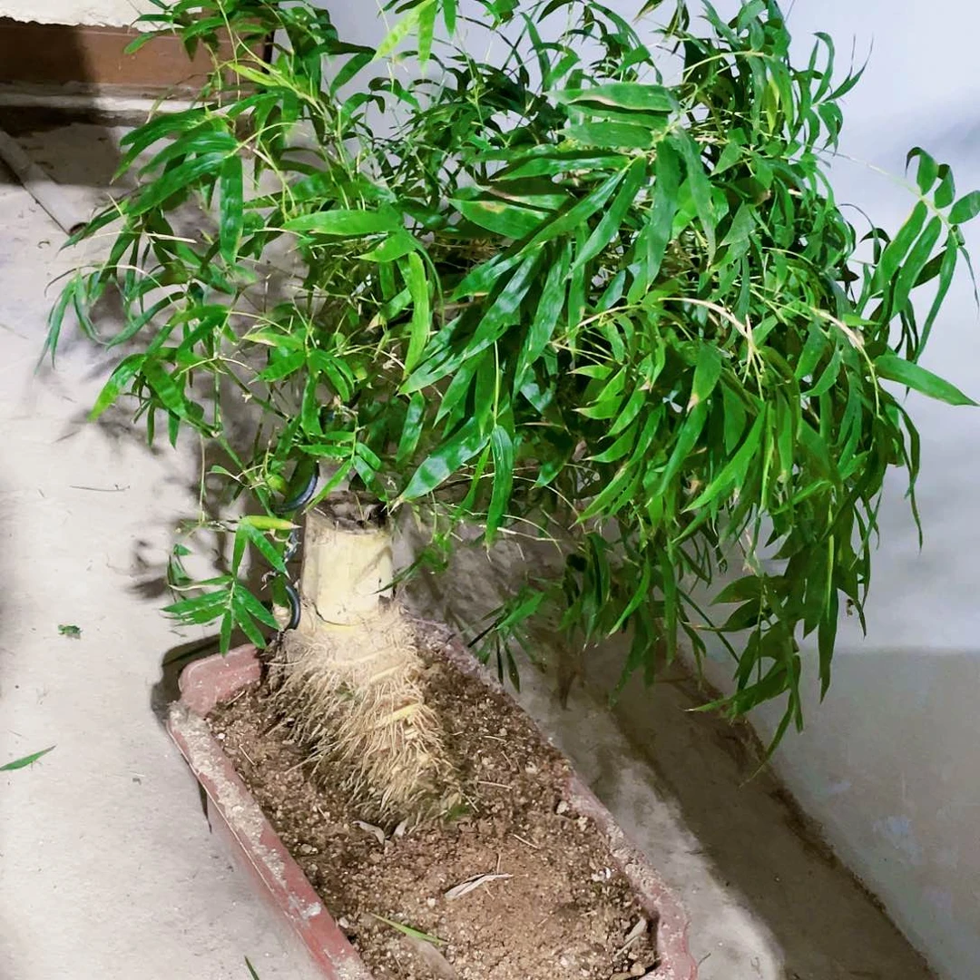 :****u小叶簕竹熟桩陶瓷盆一物一拍