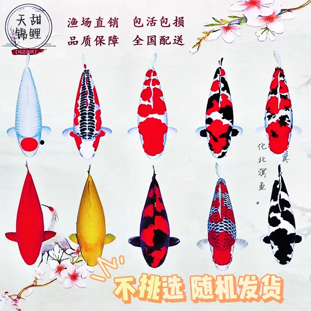 【4号】锦鲤鱼王 大正红白 昭和 黑色保证血统 顺丰发货活体