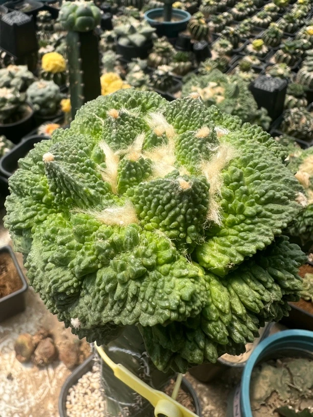 袖蒲嫁接怒涛仙人球