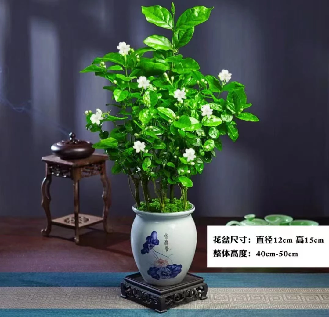 【带花苞】大茉莉花盆栽植物浓香型室内花卉办公室好养四季开花绿植