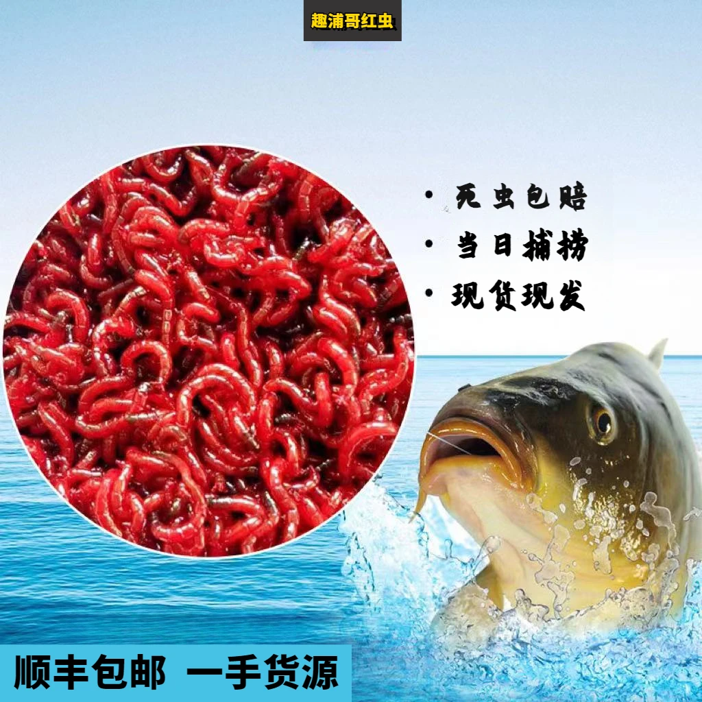 （直播间福利）红虫活饵鲜活特大号鲫鱼饵黑头鸡血公虫喂鱼野钓饵料