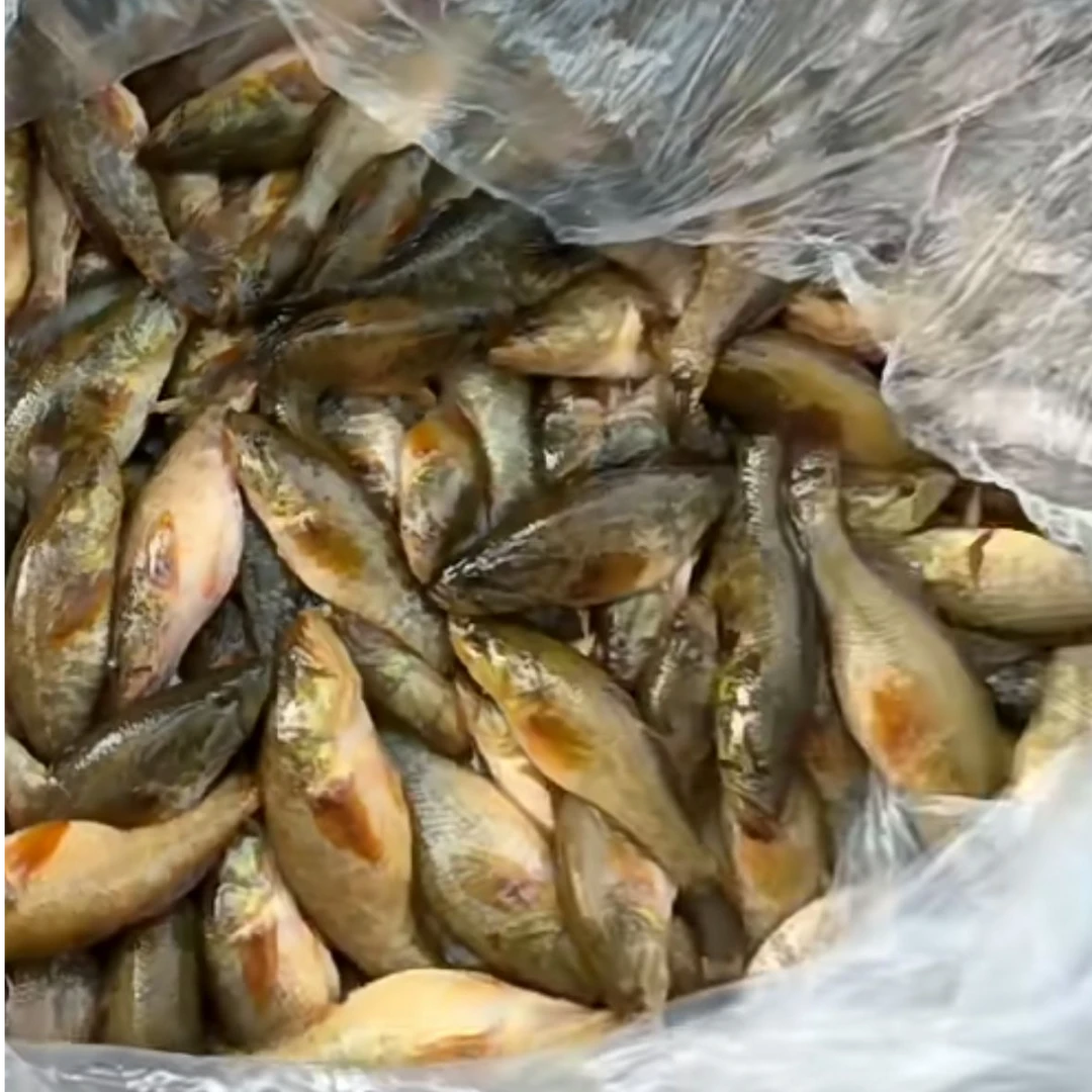 饶河县乌苏里江水冷老头鱼