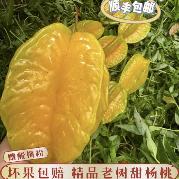新鲜现摘下河杨桃清甜多汁5斤精品果王一箱6个