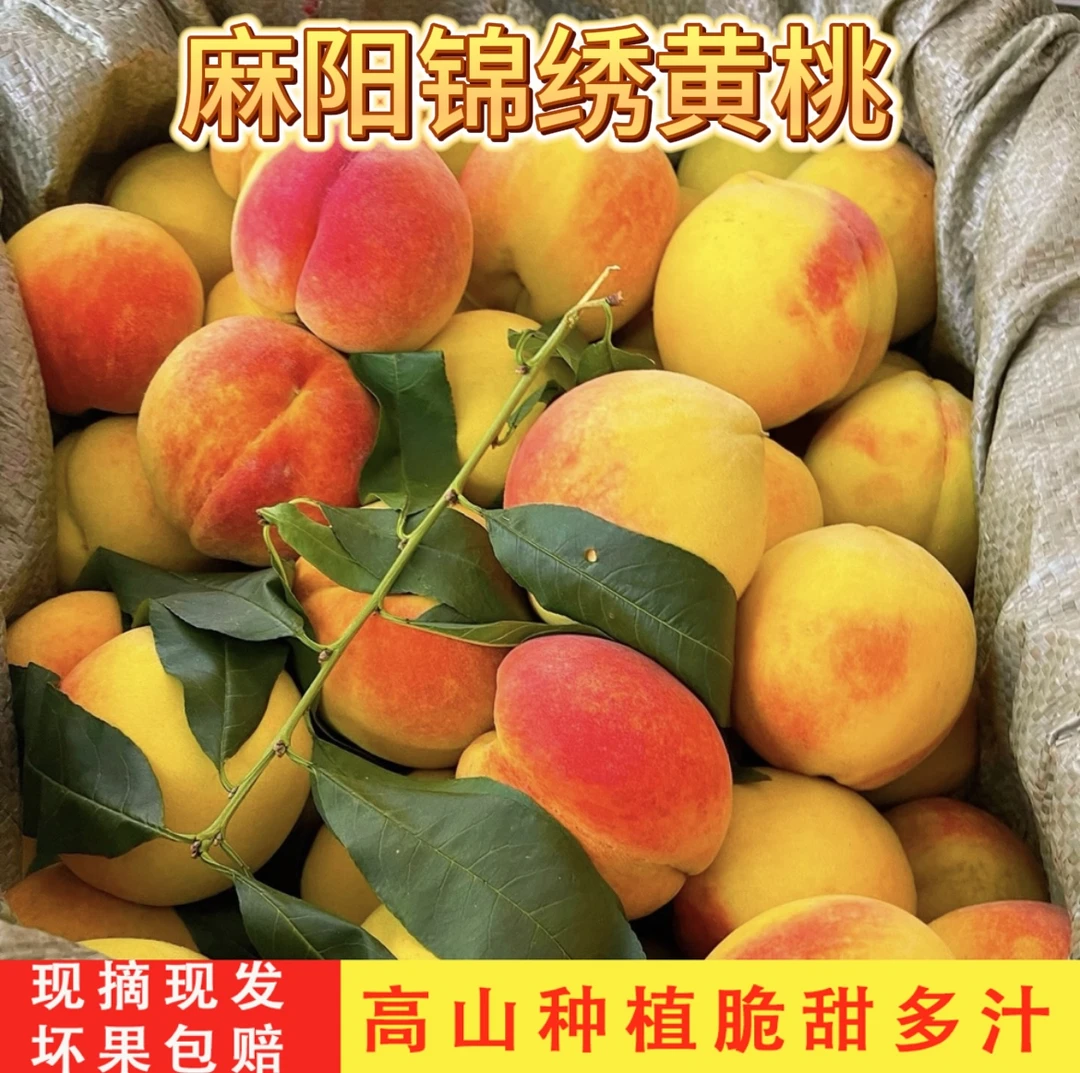 【锦绣黄桃】湖南麻阳高山锦绣黄桃现摘脆桃超甜多汁包邮5/9斤