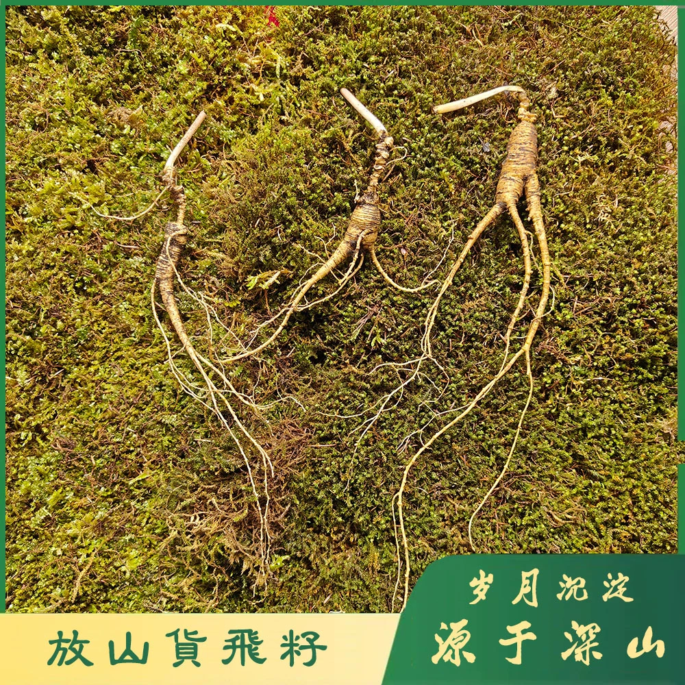 【森山兄弟】放山货鸟兽籽 长白山人参 自然生长 岁月沉淀  【包邮】