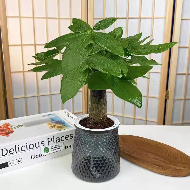 发财树盆栽室内植物客厅吸甲醛四季常青办公室花卉绿植发财树盆栽