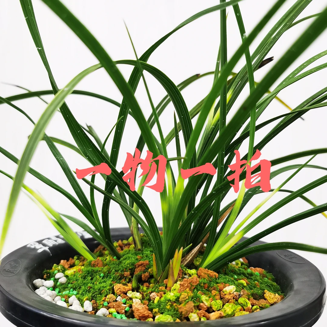 精品国兰，一物一拍