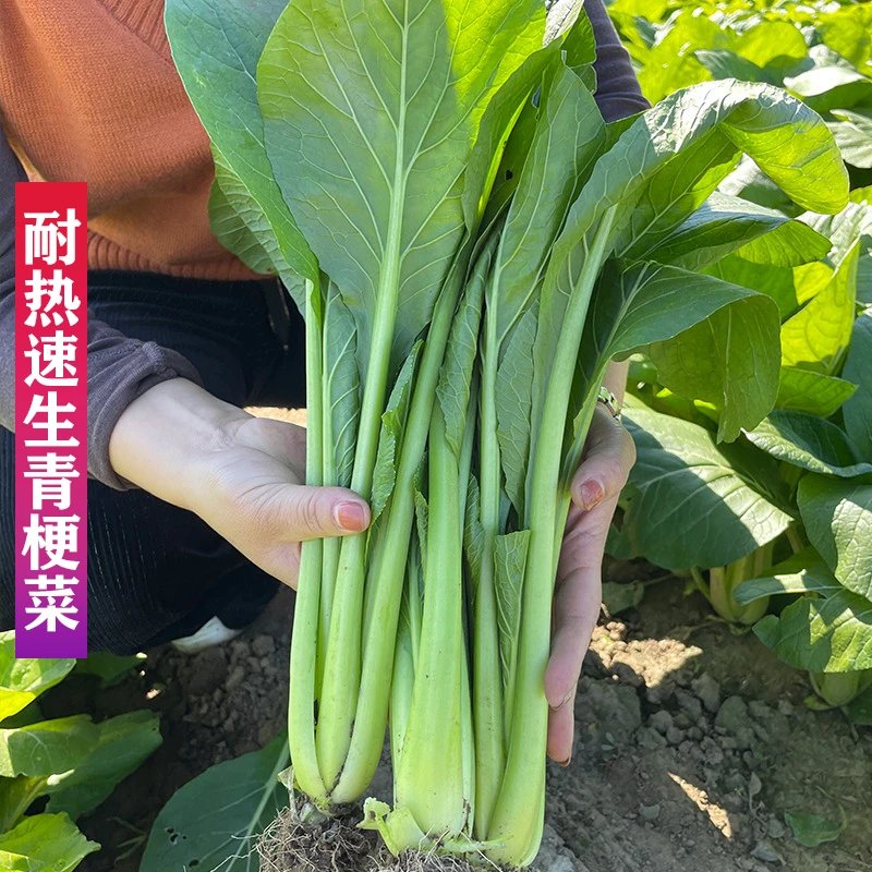 耐热速生青梗菜种子 阳台小院四季盆栽耐湿小青菘菜农家蔬菜种子