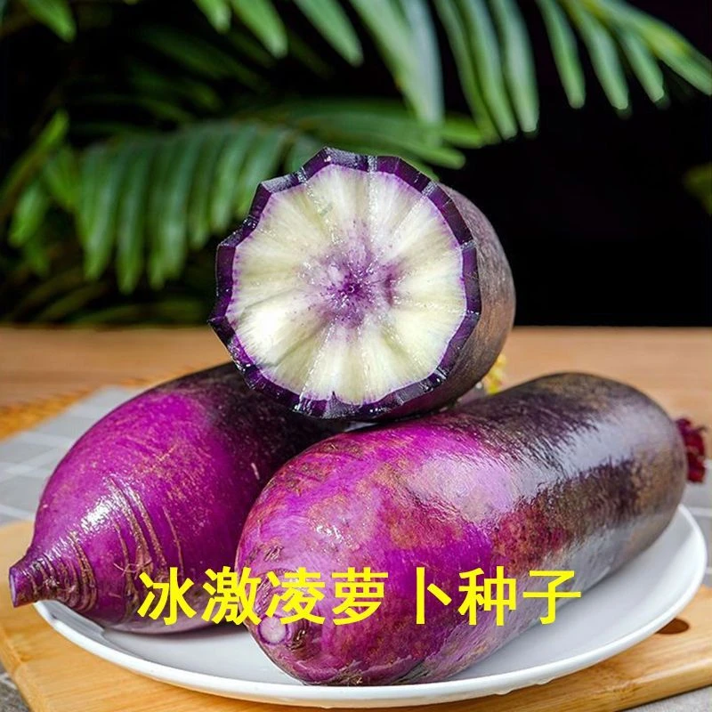 冰激凌水果萝卜种子紫皮冰淇淋水果罗卜种籽春季四季盆栽庭院蔬菜