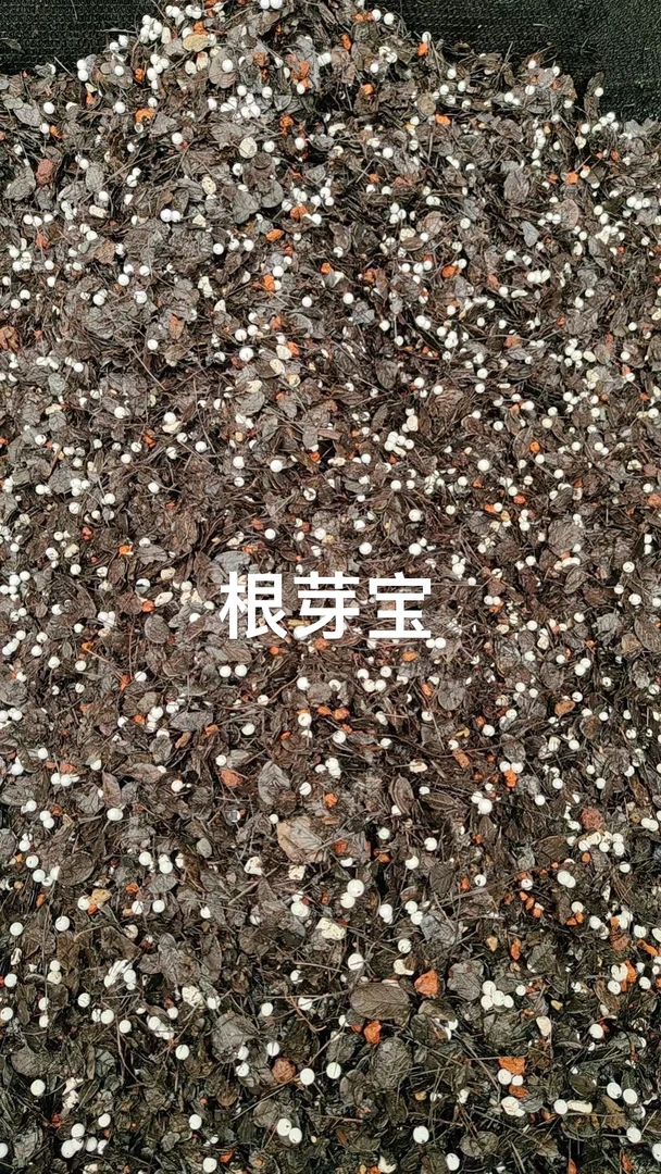 许氏兰植升级版全新第五代「根芽宝」