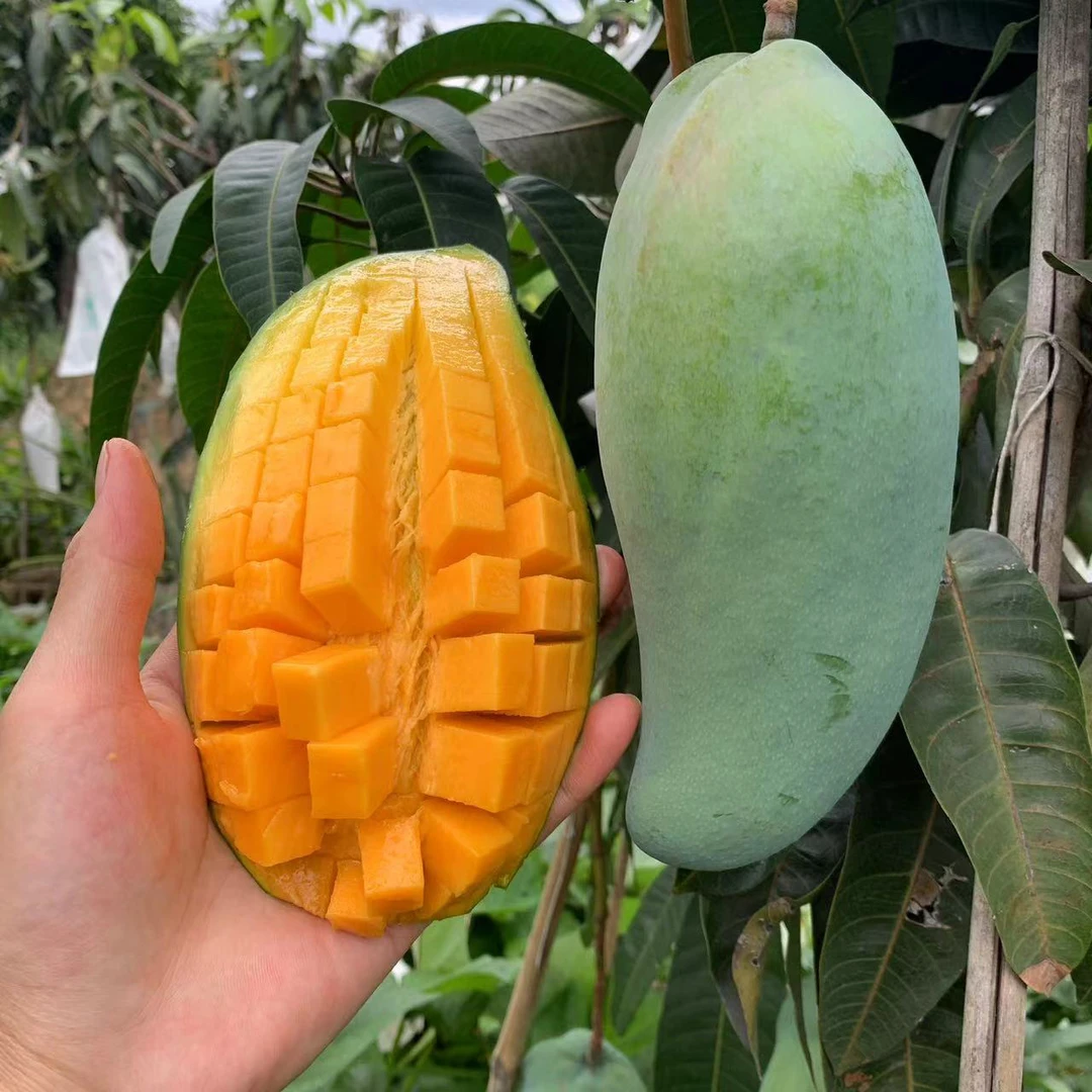 【催熟食用】攀枝花新鲜大金煌芒果大青芒香甜多汁5/9斤包邮