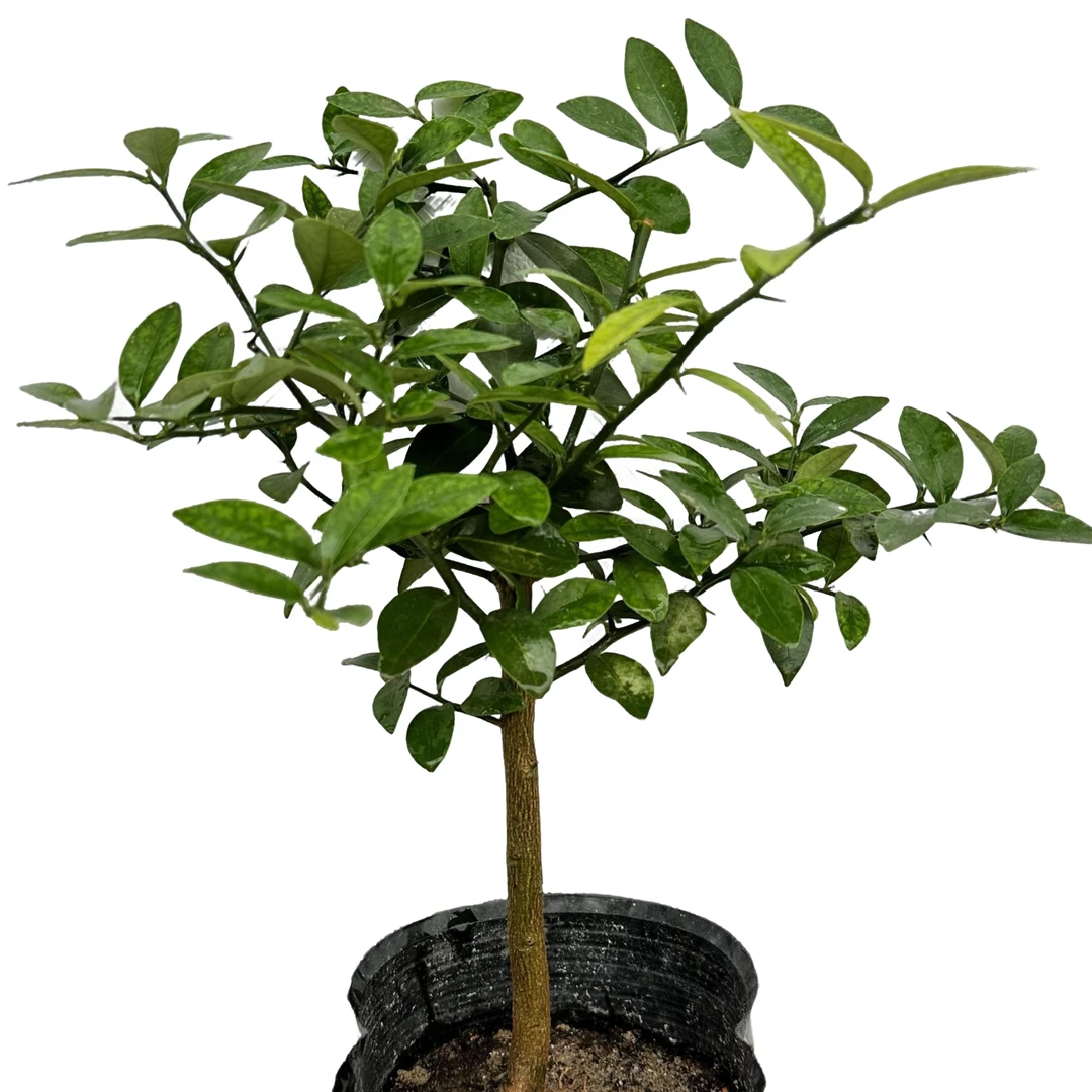 一物一拍籽播苗人工培育观果观叶同安凤巢福豆阳台耐寒耐热盆栽1