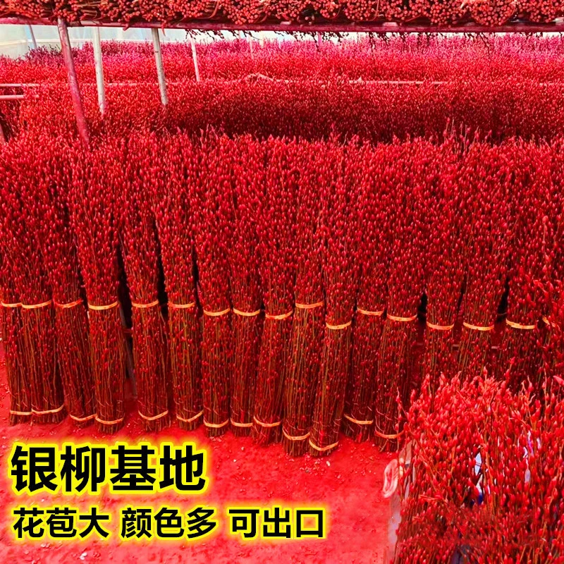 【1米-1.5米银柳】落地银柳鲜枝真花干枝银柳水培鲜切花卉年宵花卉