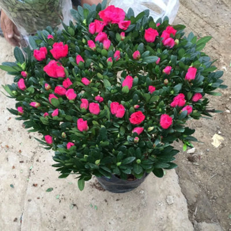 杜鹃花带花苞大盆栽植物四季开花不断花卉室内带观花植物耐寒好养