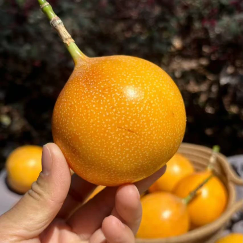 海南三亚特色水果热情果哥伦比亚多汁甜美空运包邮