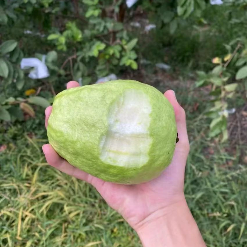 【京东顺丰空运包邮】海南特产水果芭乐番石榴白心