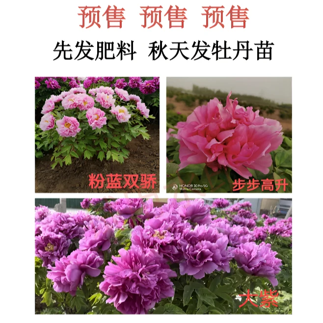 【诚美牡丹培育品种】大紫、粉蓝双骄、步步高升，先发肥料 秋天发种苗