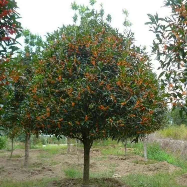 <<<一物一拍>>>桂花树 金桂 丹桂四季桂庭院种植花园植物重庆发货