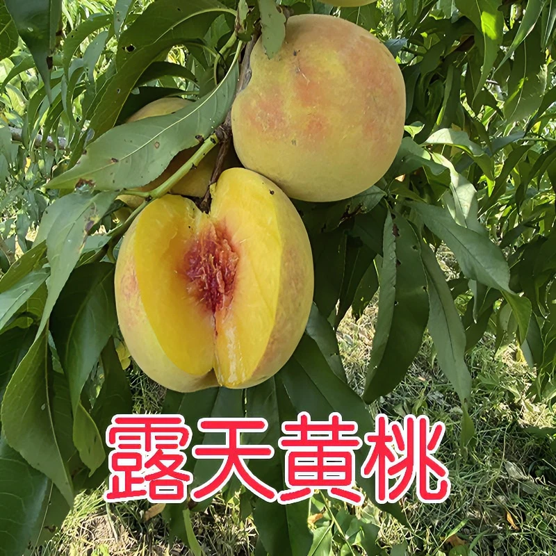 【露天】红心黄桃新鲜当季水果现摘现发果香浓郁香甜脆爽