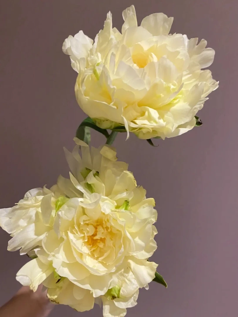 黄色芍药黄金轮8-12芽