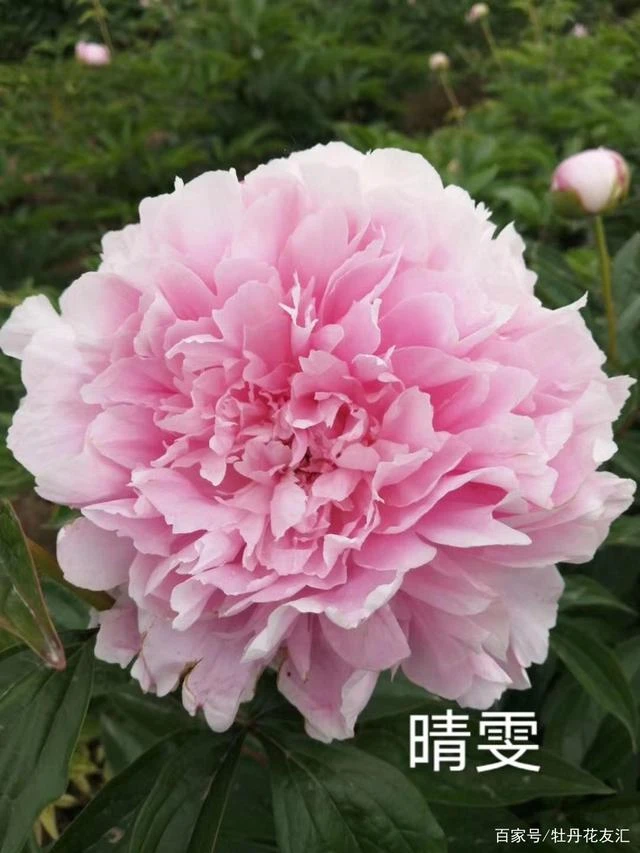 芍药晴雯8-12芽（15天内发货）