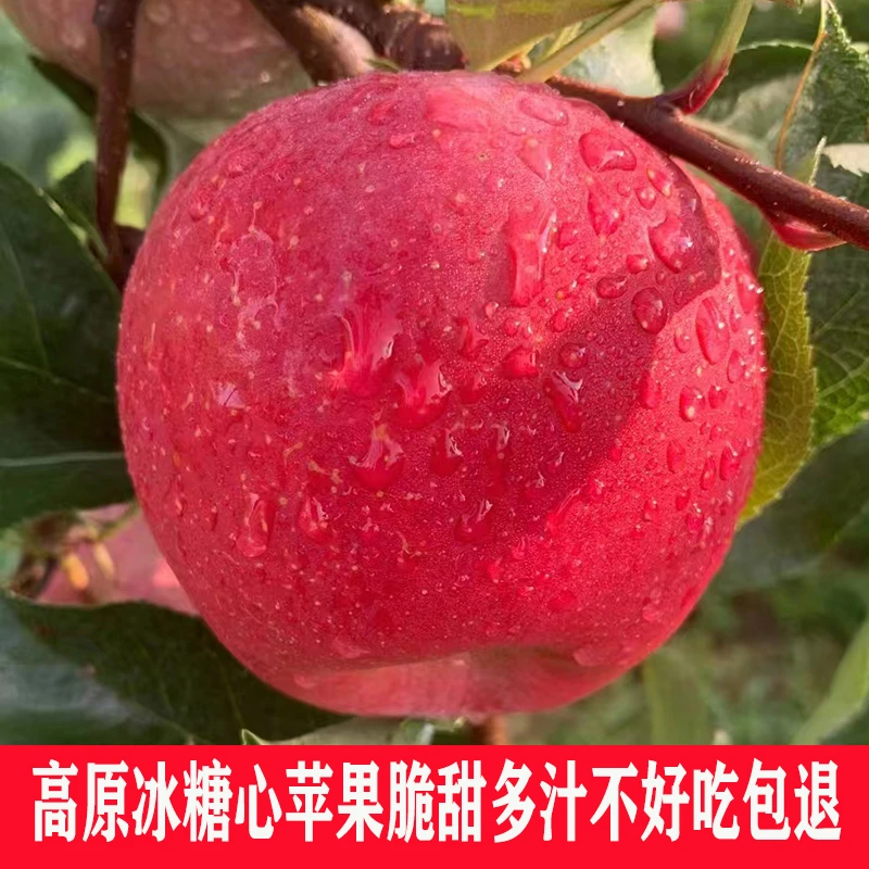 无品牌贵州威宁高山脆甜苹果溏心苹果红富士红苹果冰糖心苹果批发